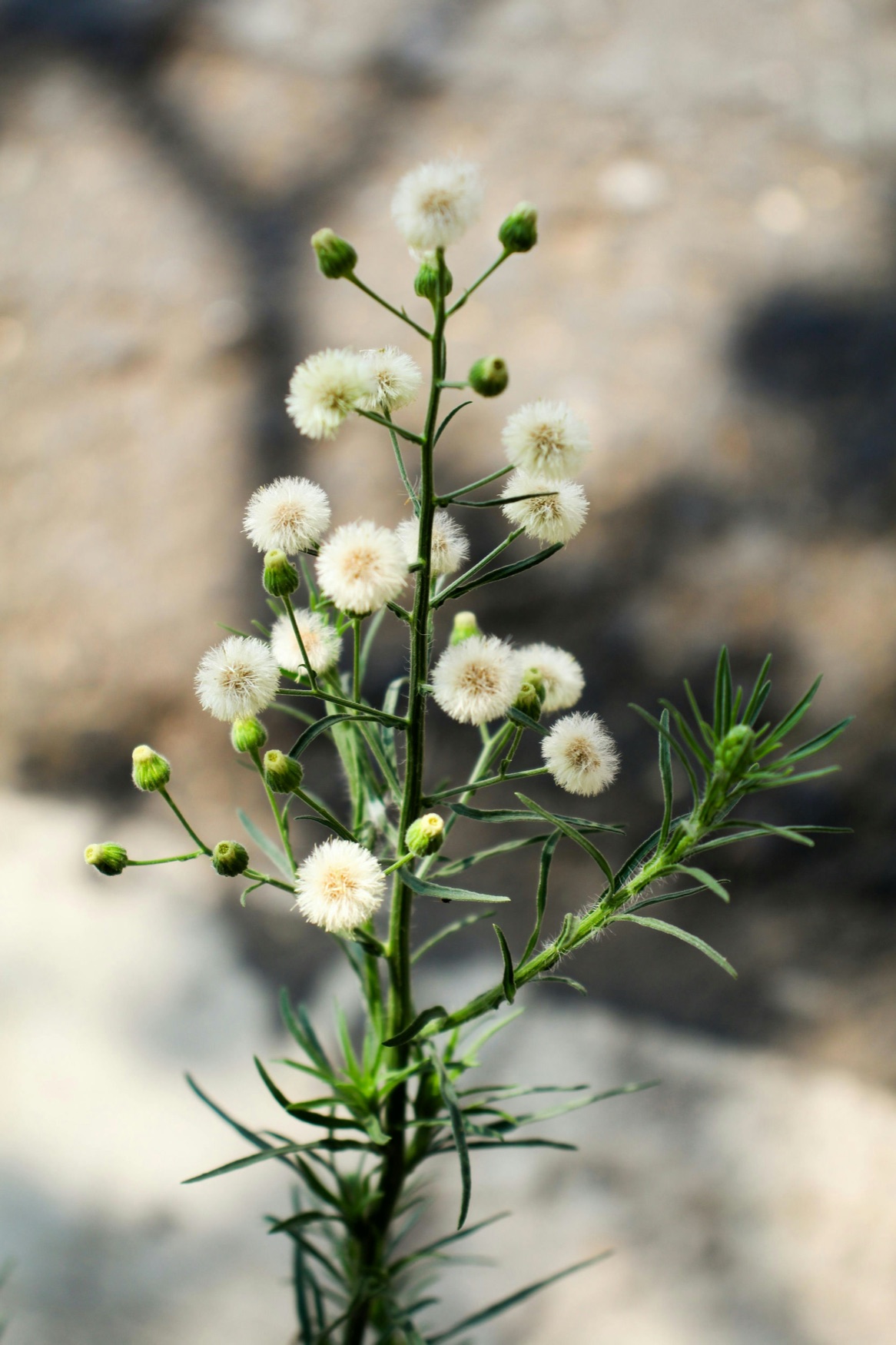 Delicate white wildflowers growing resiliently through stone, representing attachment wounds therapy in San Francisco, California