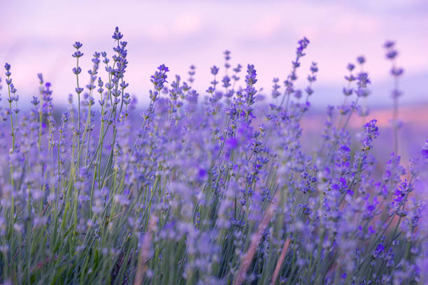 A field of lavender at soft sunset light, representing therapy intensives in San Francisco, California