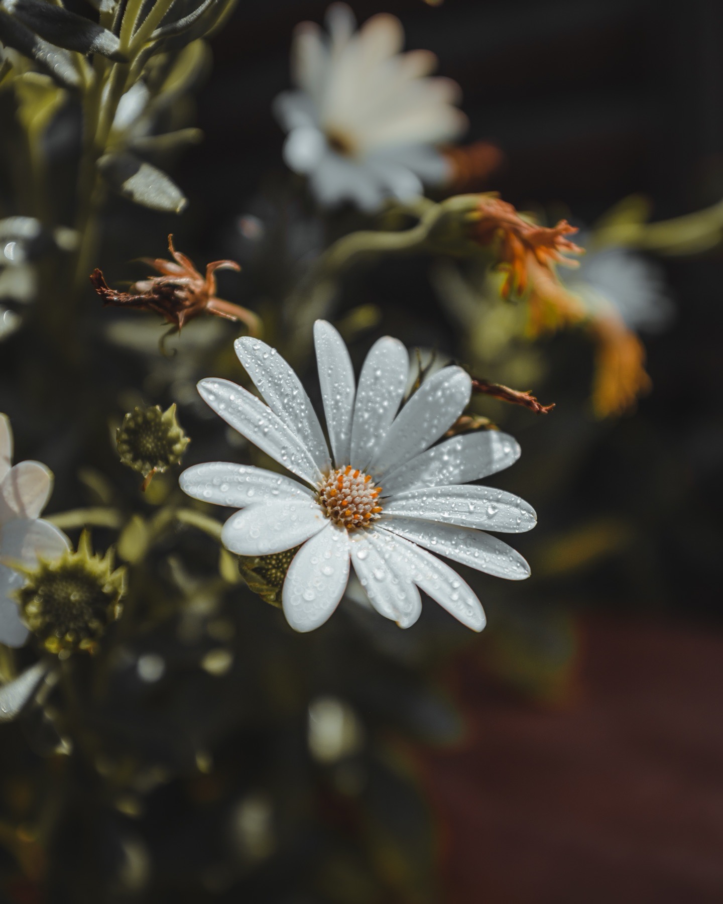 Soft white flower — a calming visual for relationship therapy with Elisenda Asencio-MacMartin in San Francisco, California